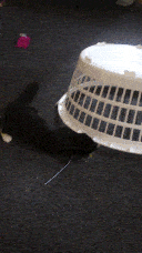Pixie playing with her toy next to the basket, which is upside down.