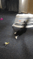 Pixie abandoning her toy to shove herself under the basket.