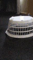 Pixie launching herself from under the basket to grab her toy outside.