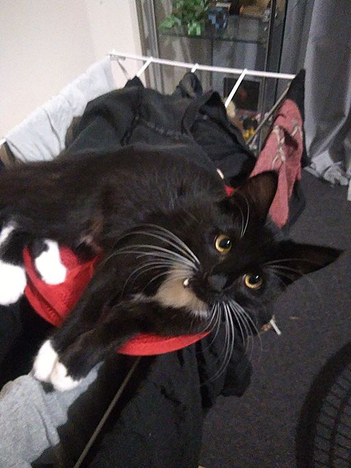 Pixie sitting on a red laundry bag on top of a clothing rack.