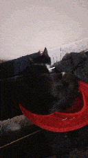 Pixie playing with a red laundry bag on a wobbly clothing rack.