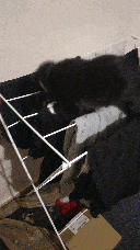 Pixie jumping off the rack.