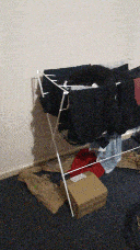 Pixie playing on the clothing rack, the red bag is gone.