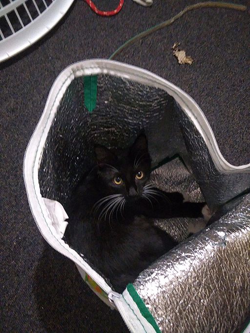 Pixie in an insulated shopping bag.