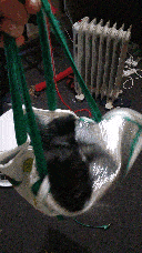 Pixie being carried in an insulated shopping bag.