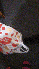 Pixie launching herself into a plastic shopping bag.