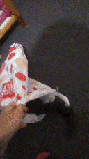 Pixie going crazy in the bag while I pick it up.