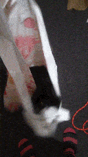 Pixie jumping out of the bag while still in the air.