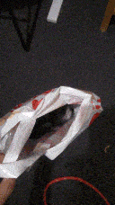 Pixie being picked up in the bag again.