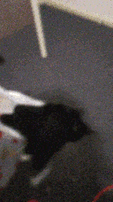 Pixie being set on the ground while she tries to ooze out of the bag.