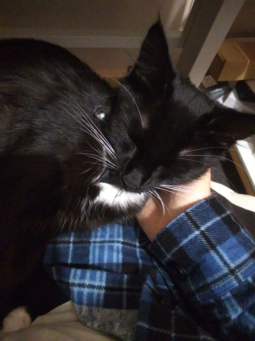 Pixie sitting on my lap.