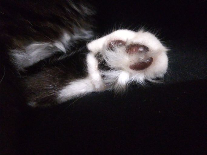 A close-up of Pixie's fluffy paw.