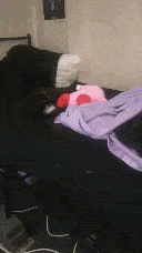 Pixie viciously playing with a Kirby plush toy on my bed.