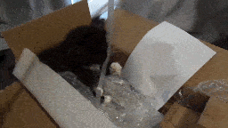 Pixie in the box playing with a plastic strip being dangled in front of her.