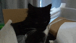 Pixie in the box looking at the camera and then yawning.