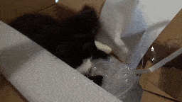 Pixie laying in the box.