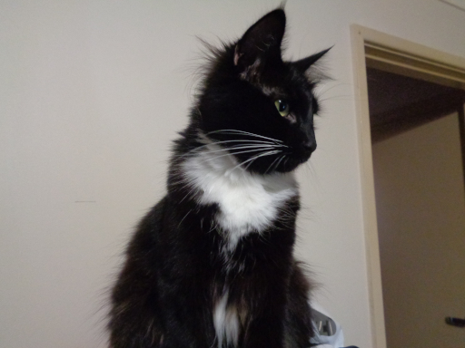 Pixie sitting on my computer.