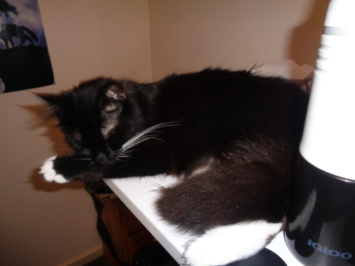 Pixie laying on my desk.