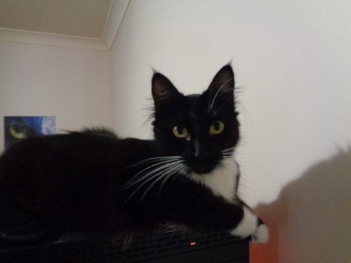 Pixie laying on top of my computer.