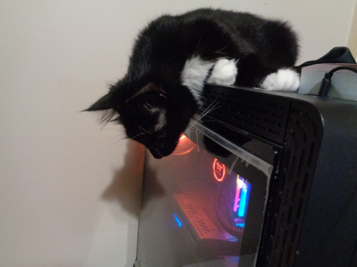 Pixie laying on top of my computer.