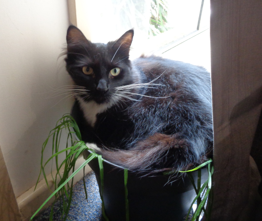Pixie sitting in a potted plant.