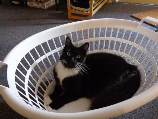 Pixie laying in a clothes basket.