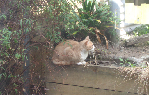 An orange and white cat sitting in a garden outside.