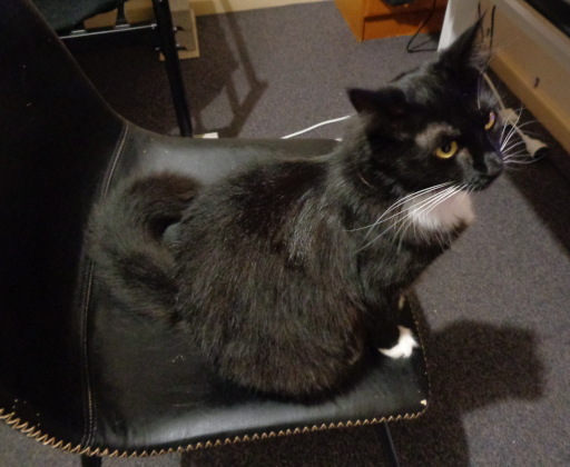 Pixie sitting on my desk chair.