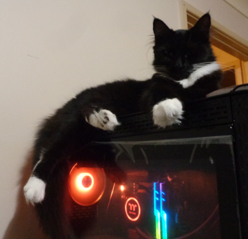 Pixie sitting on my computer.