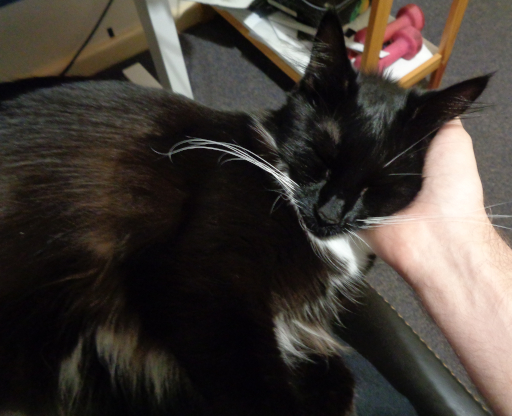 Pixie sleeping on my lap.