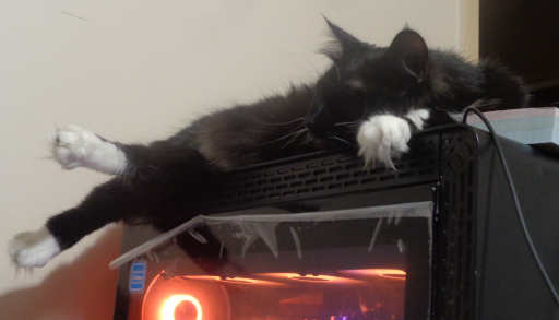 Pixie sleeping on my computer.